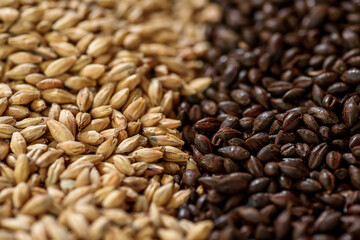 Malted grain close up. Mixed varieties of malted grain on a gray background. close-up. top view. flat lay. series of photos. space. High quality photo