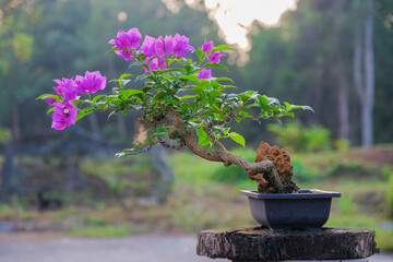 Violet bougainvillea flowers on blurred background.