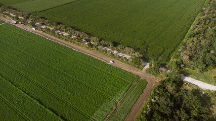 Fototapeta na wymiar Potato field aerial view. DJI Mavic Mini 2 drone photography