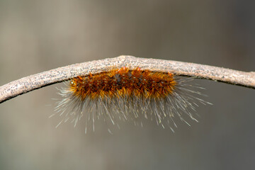 A closeup macro isolated image of a Gulf Fritillary Caterpillar,brown caterpillar with white spots on the branches.