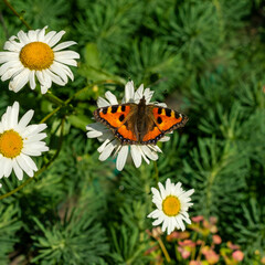 The urticaria butterfly sits on a chamomile flower.