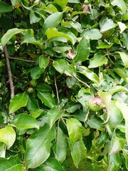 red and green leaves
