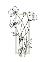 Hand drawing flower anemone with light green frame, engraving style