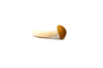 brown beech mushroom isolated on the white background