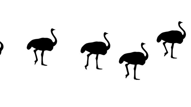 Walking ostriches, animation on the white background (seamless loop)