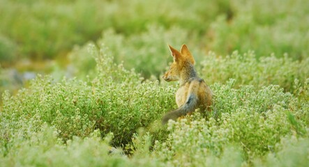squirrel in the grass