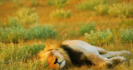 lion cub resting