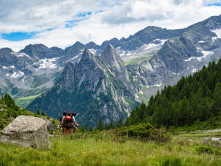 Fototapeta na wymiar Trekking scene in the italian alps of Val Masino