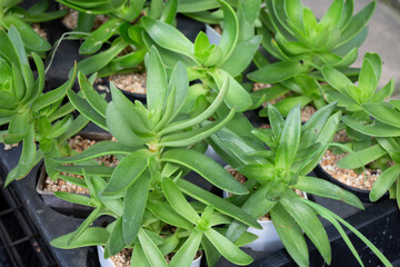 Obraz premium Tropical plant pot sale in green market