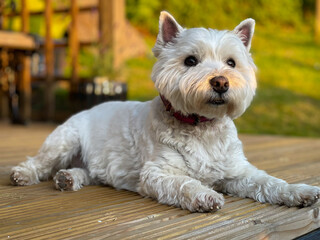 A cute white west highland terrier dog lying on wooden decking in the evening