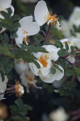 white roses, белый шиповник, белая роза, белая роза в саду