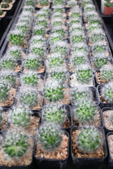 Tropical plant pot sale in green market