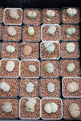 Tropical plant pot sale in green market