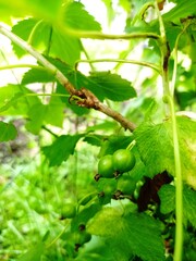 black currant