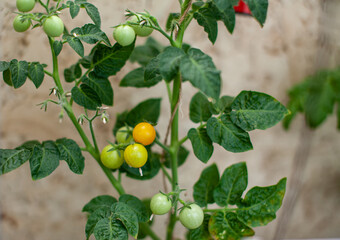 Unripe and ripe small tomatoes growing on the windowsill. Fresh mini-vegetables in the greenhouse on a branch with green fruits. Young fruits on the bush. Yellow fruits of tomatoes on a branch