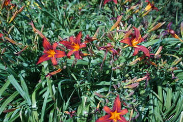 red and yellow flowers