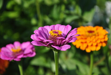 Obraz premium Purple gerberas and one orange flower in the garden.
