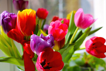 Multi-colored flowering tulips in a vase close-up.