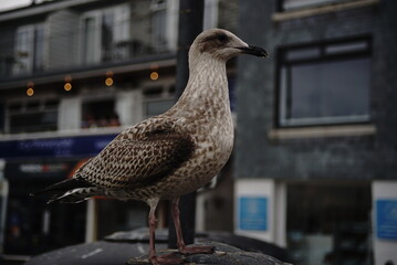 seagull in the city