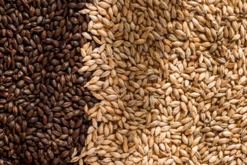 Malted grain close up. Mixed varieties of malted grain on a gray background. close-up. top view. flat lay. series of photos. space. High quality photo