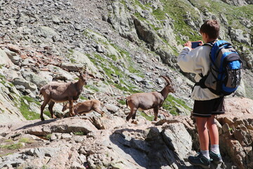 Young hiker shooting a close picture of alpine steinbocks in Italian mountains