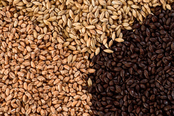 Malted grain close up. Mixed varieties of malted grain on a gray background. close-up. top view....