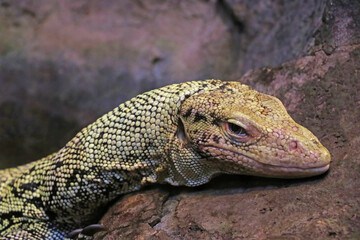 Beautiful lizard close up on the stone.