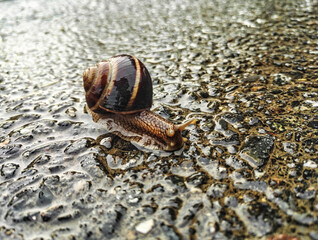 snail and the rain