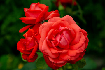 Róża Rose