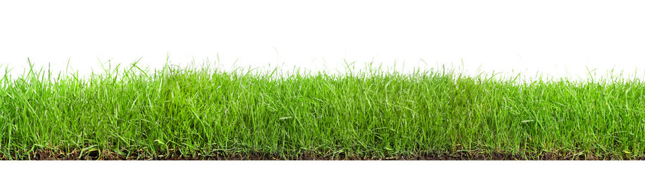 Beautiful lush green grass on white background. Banner design