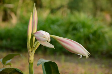 Closeup the white pink eyeliner lily flower with green leaves and plant in the garden