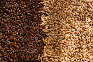 Malted grain close up. Mixed varieties of malted grain on a gray background. close-up. top view. flat lay. series of photos. space. High quality photo