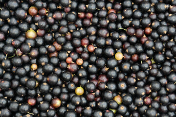 Black currant background. Berries background. Fresh organic currant from village garden. Fresh currant photo. Ecological berries for desserts, smoothie or jam.