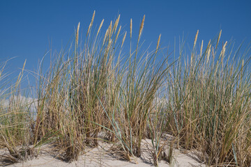 Sand und Strandhafer in den Dünen von Sylt.
