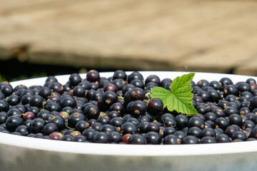 Black currant background. Berries background. Fresh organic currant from village garden. Fresh currant photo. Ecological berries for desserts, smoothie or jam.