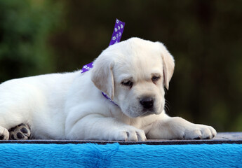 the sweet yellow labrador dog on the blue