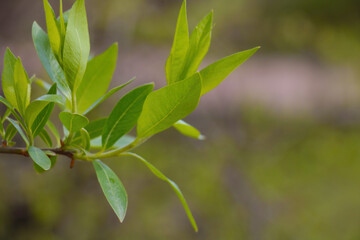 View of the green branch of the bush in the park in the spring.