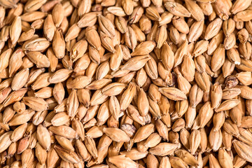 Malted grain close up. Mixed varieties of malted grain on a gray background. close-up. top view. flat lay. series of photos. space. High quality photo