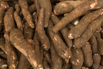 Cassava raw tuber - Manihot esculenta. Healthy food