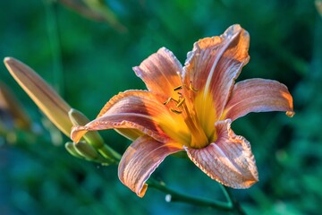 Close-up of a bright flower of a garden daylily.