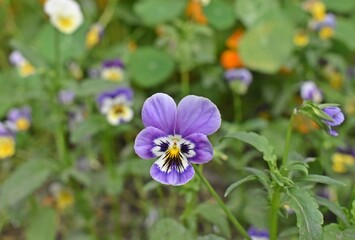Fototapeta premium Beautiful flowers in park 