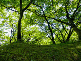 Fototapeta premium 公園の緑