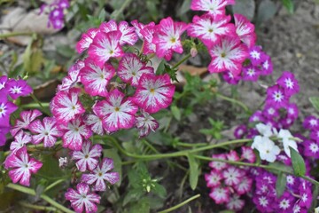 Obraz premium Beautiful flowers in park 