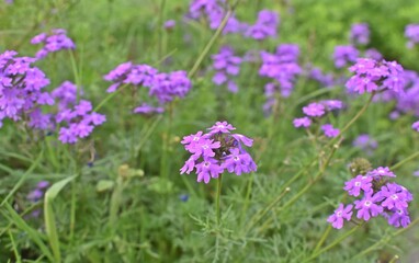 Beautiful flowers in park 