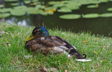 duck sleeping on the grass