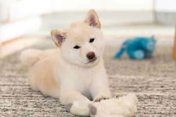 white shiba puppy