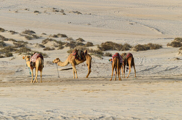 Camels readied for desert travel