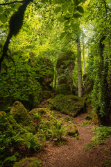 dark beeches forest in navarra spain