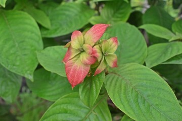 Beautiful flowers in park 
