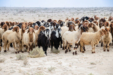 Flock of sheep grazing in the desert